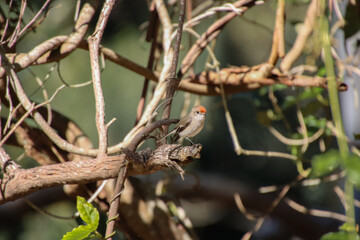 A Female Red-Capped Robin Female Amongst the Branches