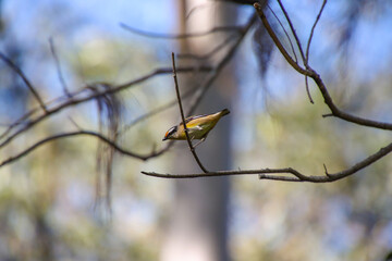 A Striated Pardalote Pausing on a Branch