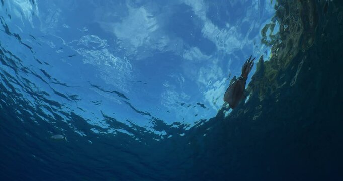 underwater  calamari swimming underwater close and slow ocean scenery animal cephalopod Decapodiformes loligo vulgaris and sky scenery