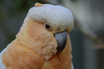 Close-up Portrait of a Galah with a Prominent Crest