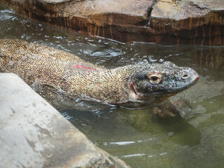 Komodo swimming in the water