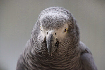 Detailed Portrait of a Grey Parrot with Intense Gaze