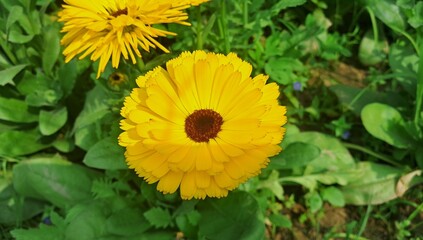 Dark Yellow Calendula Officinalis Flower Bloom on Green Leaves Background