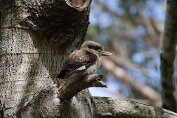 Kookaburra Perched on a Branch: A Classic Australian Icon