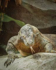 Komodo in zoo