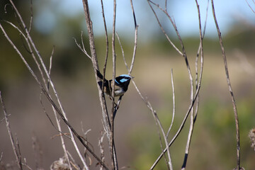 Vibrant Blue Fairy-wren Perched on a Slender Branch