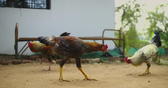 Beautiful Indian Rooster Crowing

