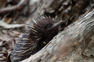Detailed Close-Up of an Echidna's Spines and Snout