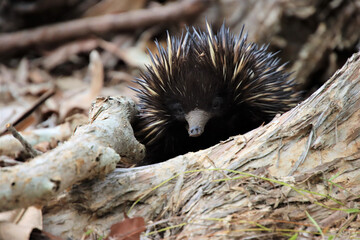 Spiky Australian Echidna Foraging Amongst Dried Leaves