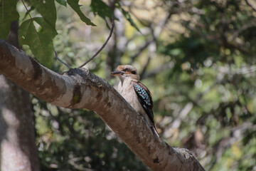 A Laughing Kookaburra perched on a tree branch