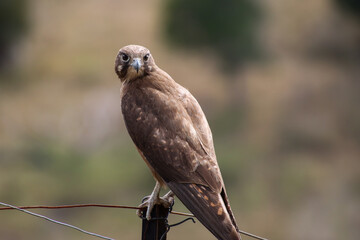 A Brown Falcon perched on a fence post