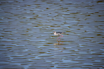 A Pied Stilt wading in shallow water