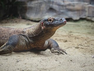 komodo dragon in zoo