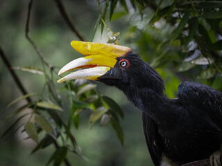 yellow billed toucan