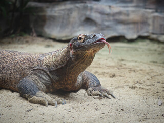 komodo dragon head