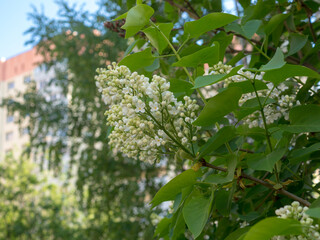blooming white lilac in spring