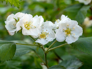 branch of blooming hawthorn close up