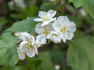 hawthorn in spring close up