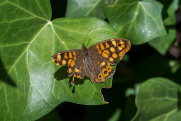A speckled wood butterfly, Pararge aegeria, resting on an ivy leaf, showcasing the intricate patterns on its wings. Photo taken in Colmenar Viejo, Madrid, Spain