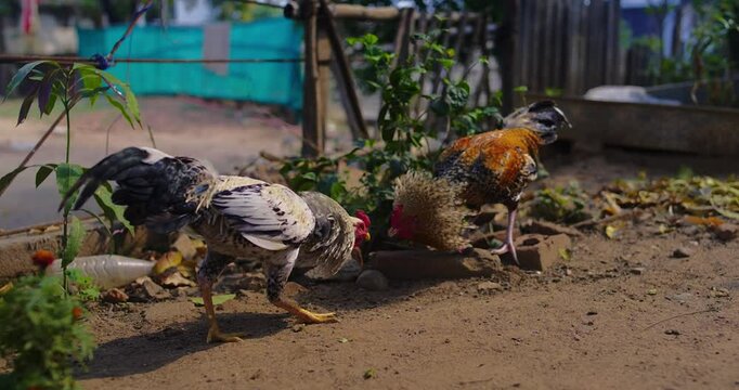Beautiful Indian Rooster Crowing

