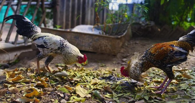 Beautiful Indian Rooster Crowing

