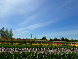 Tulips flowers in the spring park.