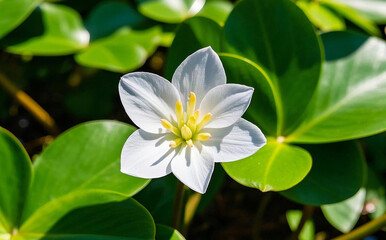Fototapeta premium A blooming lotus in n aerial shot