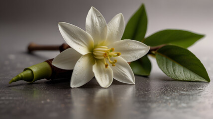 lily of the valley in water,
lily of the valley