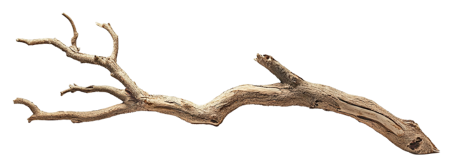 Tree branch, isolated on transparent cutout background