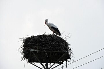 A portrait of a white stork standing on a nest on a man-made nest platform on a pylon, white sky in the background
