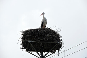 A portrait of a white stork standing on a nest on a man-made nest platform on a pylon, white sky in the background