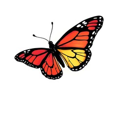 Fototapeta premium A vibrant butterfly with striking red, orange, and yellow wings is depicted against a plain white background. The intricate patterns and bold outlines on its wings accentuate its elegant appearance