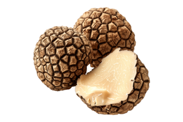 Fresh summer truffles Burgundy isolated on white transparent background, great for culinary and gourmet themes.