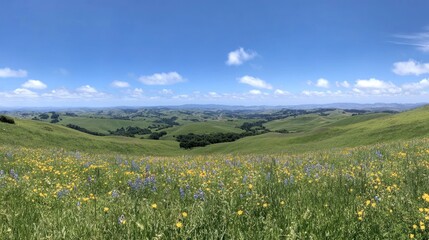 Obraz premium A panoramic view of a vibrant green landscape with wildflowers under a clear blue sky.