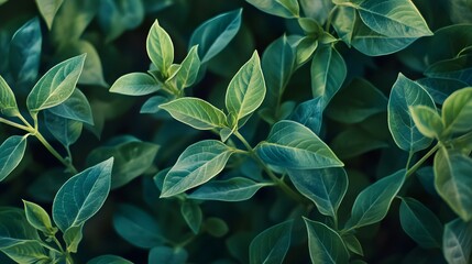 Lush Green Leaves Natural Background Texture