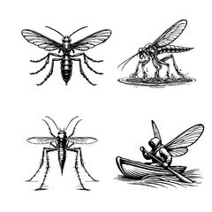 water boatman