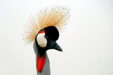 Fototapeta premium The grey crowned crane, also known as the African crowned crane, golden crested crane. is the national bird of Uganda