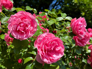 Fresh pink roses in summer garden 