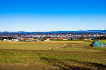 Obraz premium Pigs during the catwalk on the Pig farm with a view of the city of Kreuzlingen