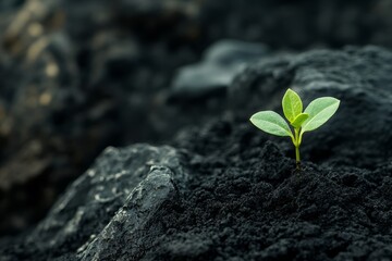 Resilient sprout emerging from volcanic soil