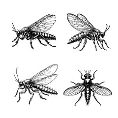 stonefly