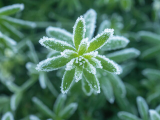 green plants on a cold autumn morning