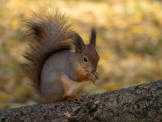 squirrel on tree trunk