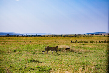 cheetah in the savannah