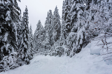 Snow covered forest in winter
