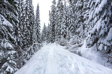 Snow covered forest in winter