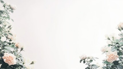 Floral Elegance Delicate Rose Framing Serene White Background