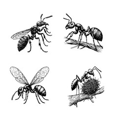 weaver ant