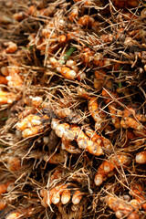 Fresh Manjal Kothu on the grass
