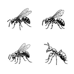 carpenter ant